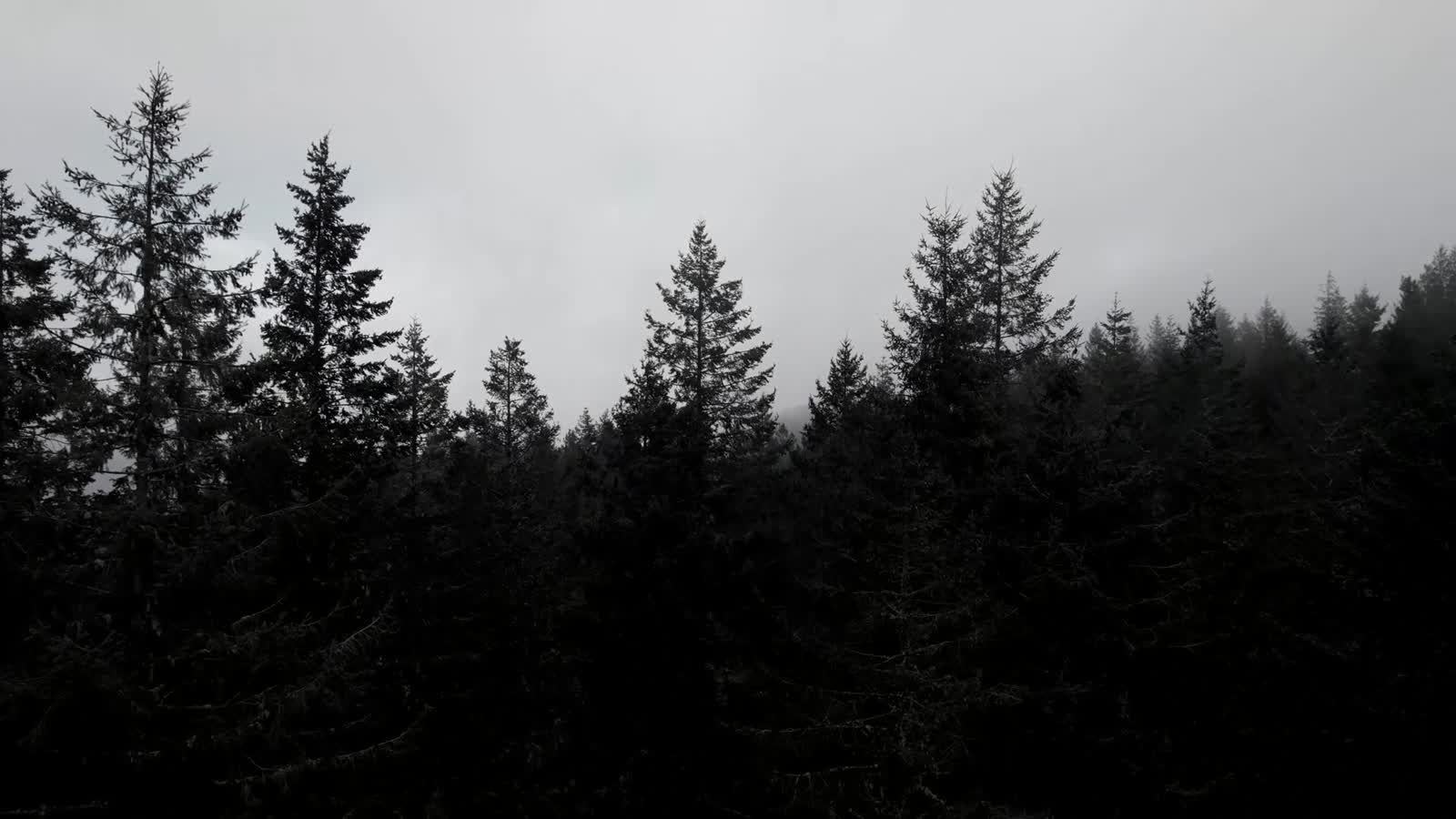 Pine ridge swallowed by Atlantic mist